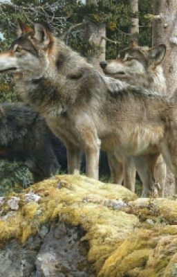 Волчья Жизнь 