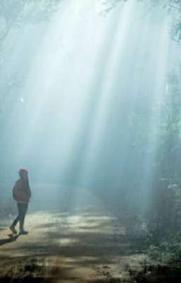 «Лес паранормальных явлений»