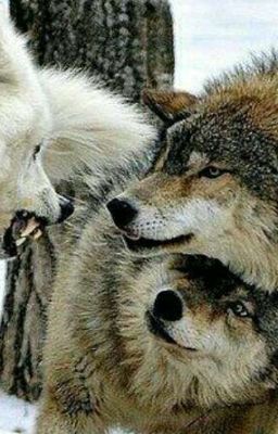 Волчья Жизнь