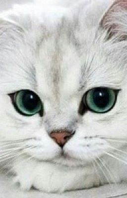 [BL] Господин Се и его кот.