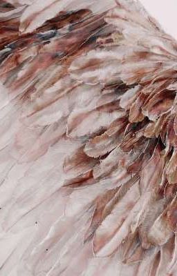 крылья, обретающие лишь боль