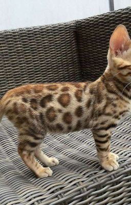 Дима и  ярослава