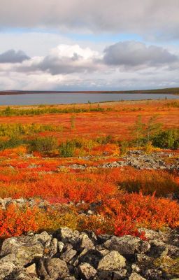 Природные зоны России