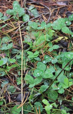 Любовь, депрессия, страх, ненависть, жизнь.