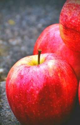 Антоновские яблоки