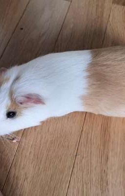 жизнь глазами морской свинки