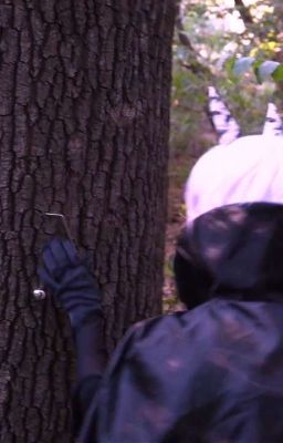 Наследница царства Снов 