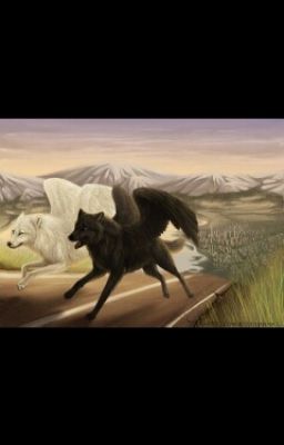 ♥я симуран ♛