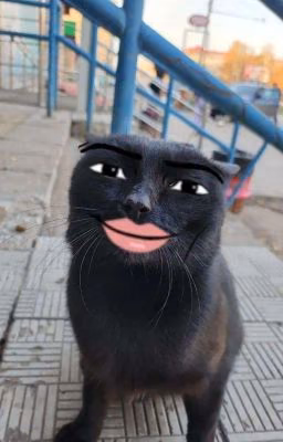 жизнь кота