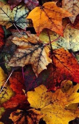 Алексин, " Чехарда"