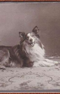 История Барда