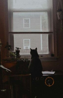 Человек кошка и её хозяйка