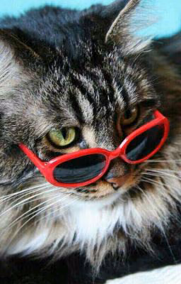 Дневник кота Васи