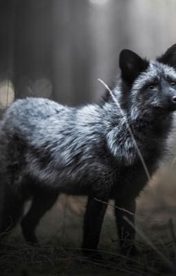 Мои веселые похождения по Средиземью