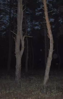 сон