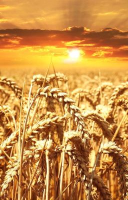 Волна пшеничного моря