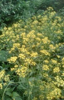 Всегда Идти К Своей Цели.....