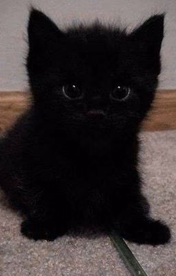 Litle black kitten  (Х͜͡ё͜͡н͜͡л͜͡и͜͡к͜͡с͜͡ы)