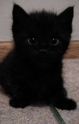 Litle black kitten (Х͜͡ё͜͡н͜͡л͜͡и͜͡к͜͡с͜͡ы)