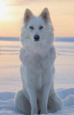 Волчок (ЗАВЕРШЕНО)