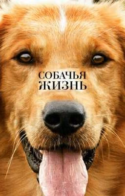 Собачья жизнь