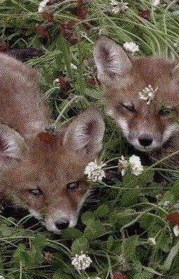 Всего-лишь Лис