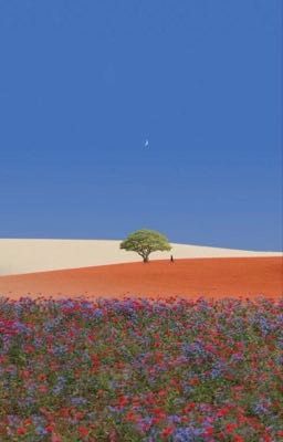 Июньский молочай