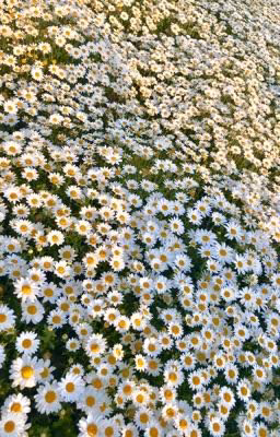 Сердце из Ромашек\\Heart of Daisies