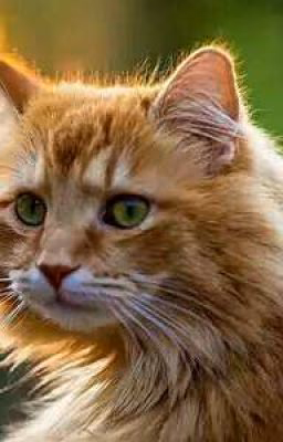 Коты воители . История Озерной Глади