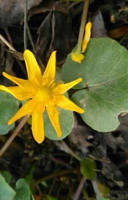 Первый цветок