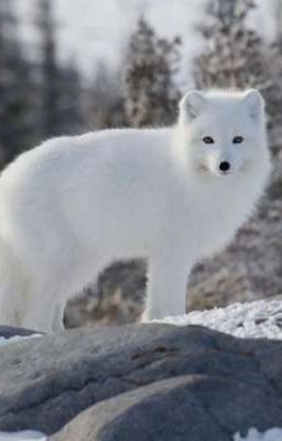 Лис и его дракон