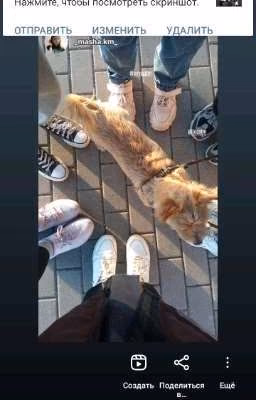 10 котов