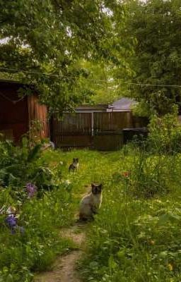 Тайны деревушки "Хиллбитор"