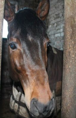 Конный спорт- это ЖИЗНЬ.