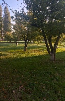 Виселица жизни