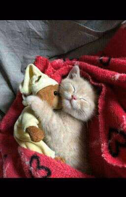 Мой котик