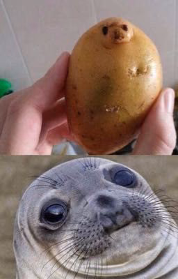 Картошка