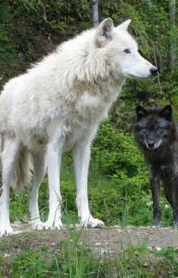 🌙Альфа-волчица🐺
