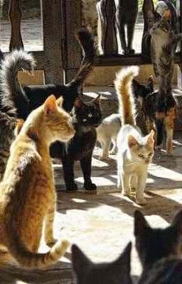 Коты-Воители приколы