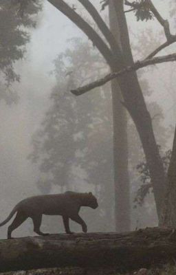 Кровавый ворон