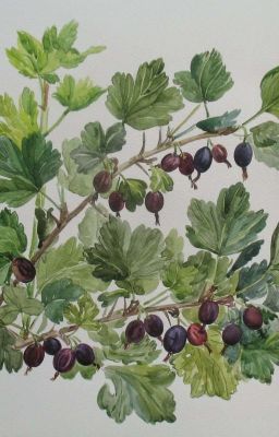 Куст крыжовника 