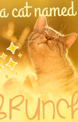Кот по имени Браньч✨