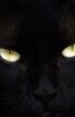 Кот Мишан