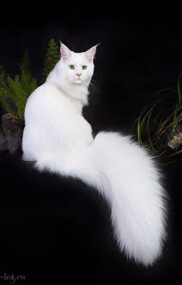 Кошечка Сакамаки