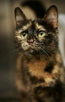 Коты-воители "Судьба Янтарной"