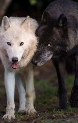 доверься мне