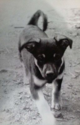 ❣️Пиратушка❣️