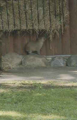 Гарри Шпротер и Дамбалдар