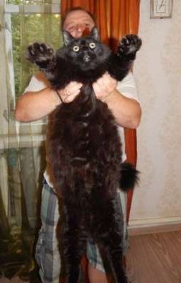 Моя веселая жизнь