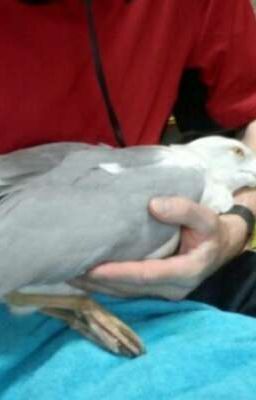 🔞Отношения педофила и чайки🔞